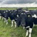 Risk of Lungworm as Weather Turns Wet Risk of Lungworm as Weather Turns Wet