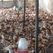Anloga District begins distribution of Government’s “Nkokɔ Nkitinkiti” Poultry birds