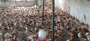 Anloga District begins distribution of Government’s “Nkokɔ Nkitinkiti” Poultry birds