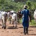 Assembly Member gives Fulani herders 21-day ultimatum to vacate farmlands  