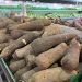 More Than a Crop: Why Yam Remains Oti Region’s Economic Lifeline 
