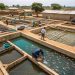 Fish production in Bono Region increase marginally-Fisheries Director Fish production in Bono Region increase marginally-Fisheries Director