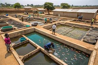 Fish production in Bono Region increase marginally-Fisheries Director