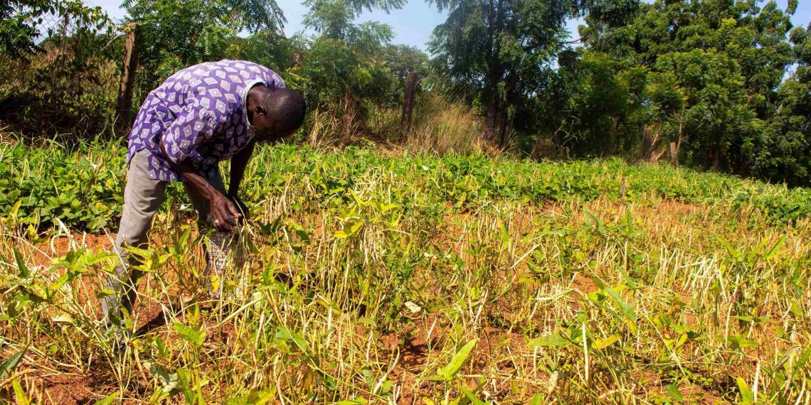 Farmers embrace Songotra-T Cowpea as adoption surges  