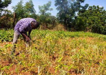 Farmers embrace Songotra-T Cowpea as adoption surges  