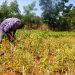 Farmers embrace Songotra-T Cowpea as adoption surges  