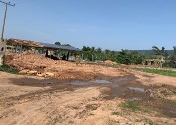 Dodowa Forest Under Siege: A 200-Year-Old legacy fights for survival  
