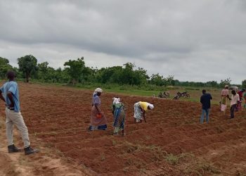 Climate resilience: Farmers in Northern Ghana introduced to Germination Index Insurance 