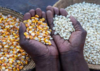 Gov’t Registers 45 LBCs to Purchase Grains to Tackle Food Glut