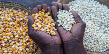 Gov’t Registers 45 LBCs to Purchase Grains to Tackle Food Glut
