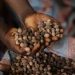 NRCC Urges Compliance with Burkinabe Laws on Export of Agricultural Commodities