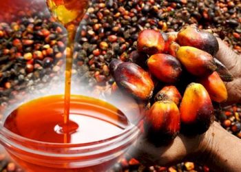 Development Bank Ghana to Transform the Oil Palm Sector