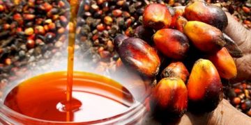 Development Bank Ghana to Transform the Oil Palm Sector