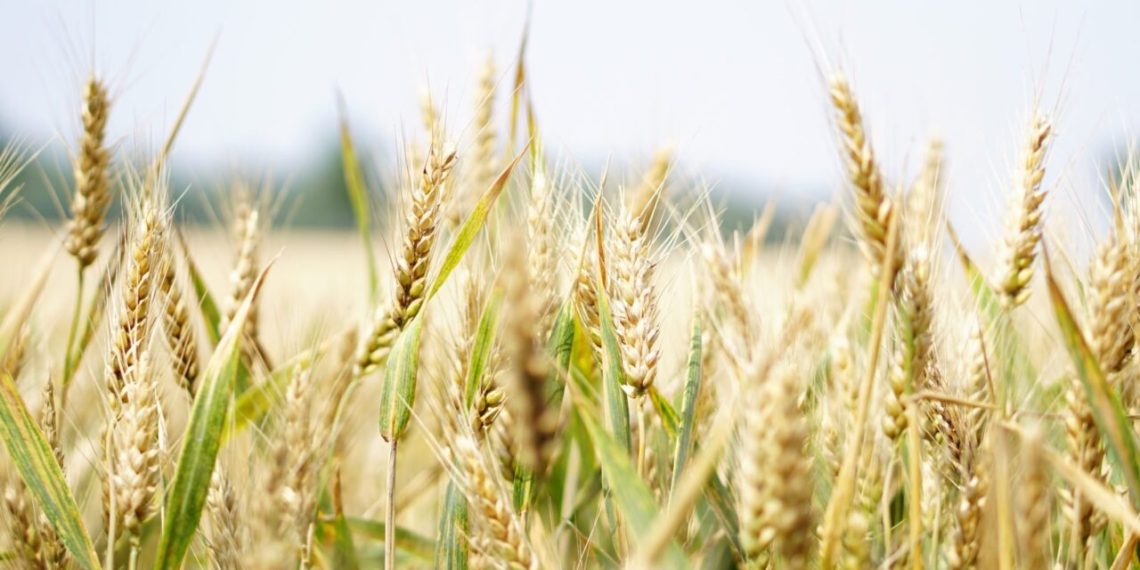 ‘Shared recognition’ Across UK Farming Groups of Arable Policy Needs