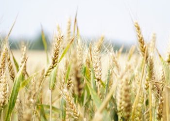 ‘Shared recognition’ Across UK Farming Groups of Arable Policy Needs