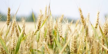 ‘Shared recognition’ Across UK Farming Groups of Arable Policy Needs