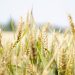 ‘Shared recognition’ Across UK Farming Groups of Arable Policy Needs