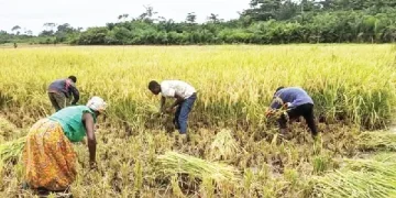 Rice farmers abandon farms over 700,000-tonne unsold rice