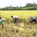 Rice farmers abandon farms over 700,000-tonne unsold rice