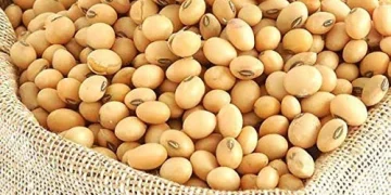 Why many Fungicide-treated Soybean Seeds may Boost Harvests But not Farm Profits