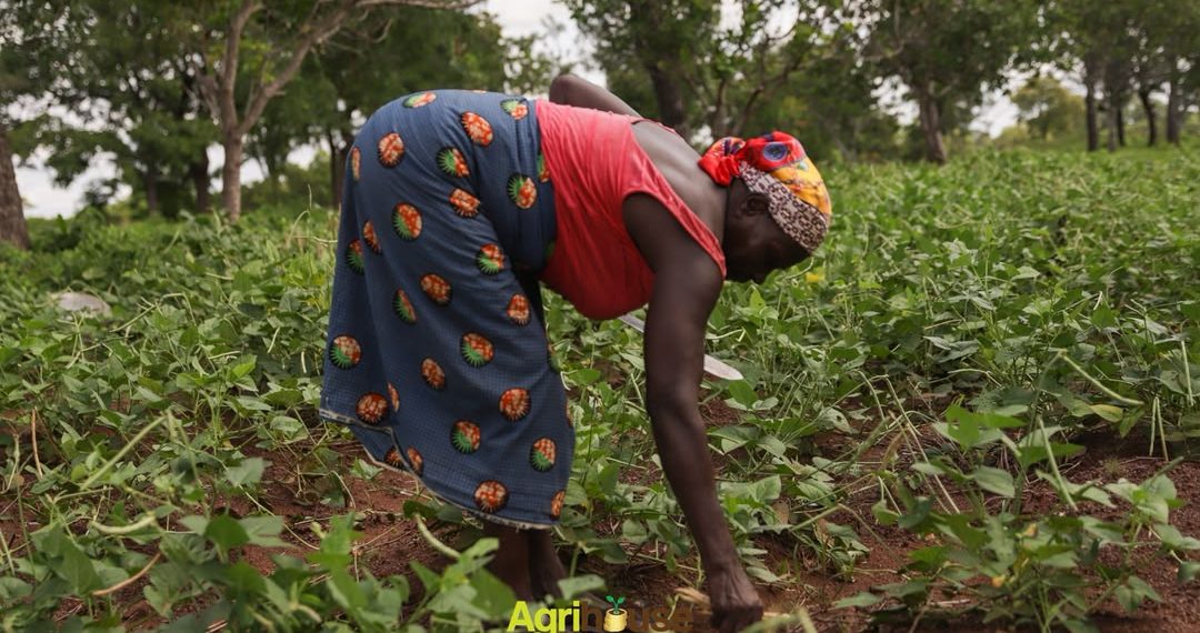 “Start Small, Stay Committed, and Success Will Follow” – 63-Year-Old Farmer Encourages Youth