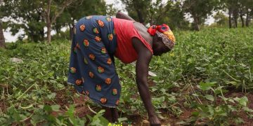 “Start Small, Stay Committed, and Success Will Follow” – 63-Year-Old Farmer Encourages Youth