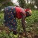 “Start Small, Stay Committed, and Success Will Follow” – 63-Year-Old Farmer Encourages Youth “Start Small, Stay Committed, and Success Will Follow” – 63-Year-Old Farmer Encourages Youth