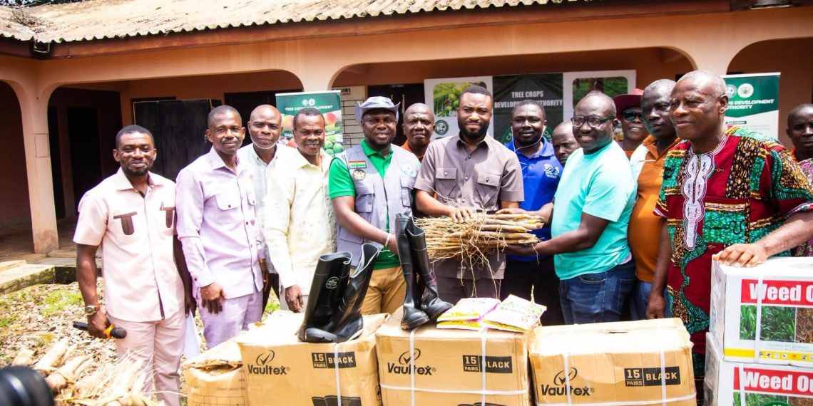 TCDA distributes 60,000 elite rubber seedlings to farmers  
