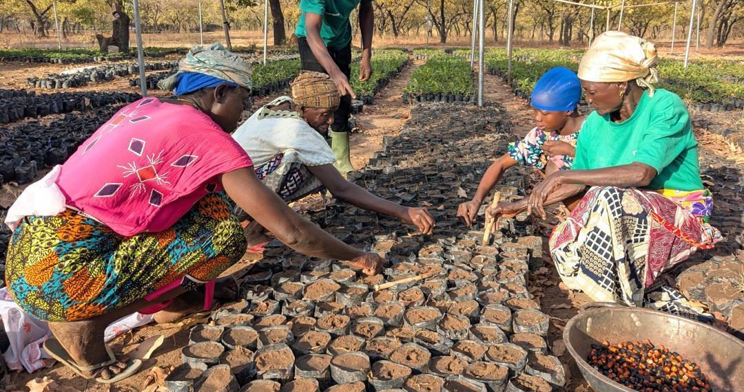 One million indigenous trees restored under Eco Restore interventions 