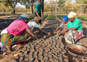 One million indigenous trees restored under Eco Restore interventions 