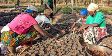 One million indigenous trees restored under Eco Restore interventions 