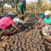 One million indigenous trees restored under Eco Restore interventions 