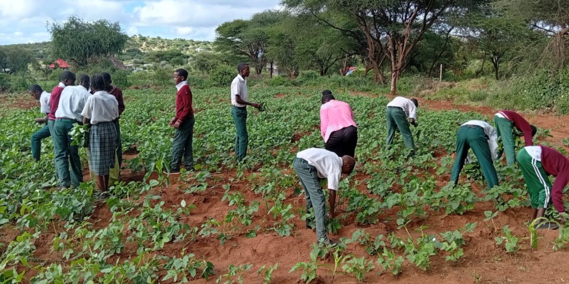 School farms boost food security in Kenya’s drylands School farms boost food security in Kenya’s drylands