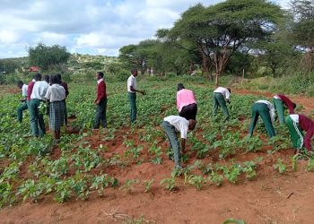 School farms boost food security in Kenya’s drylands
