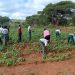 School farms boost food security in Kenya’s drylands