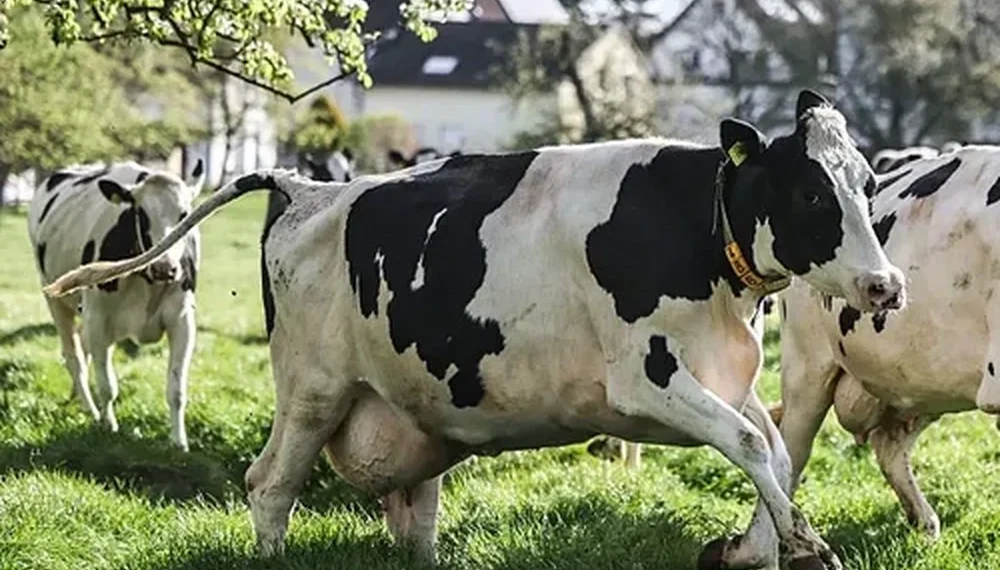 US Dairy Herd Grows as Cattle Numbers Stabilize after Years of Decline
