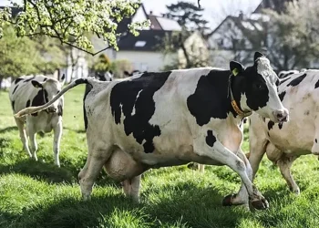 US Dairy Herd Grows as Cattle Numbers Stabilize after Years of Decline