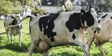 US Dairy Herd Grows as Cattle Numbers Stabilize after Years of Decline