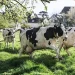 US Dairy Herd Grows as Cattle Numbers Stabilize after Years of Decline