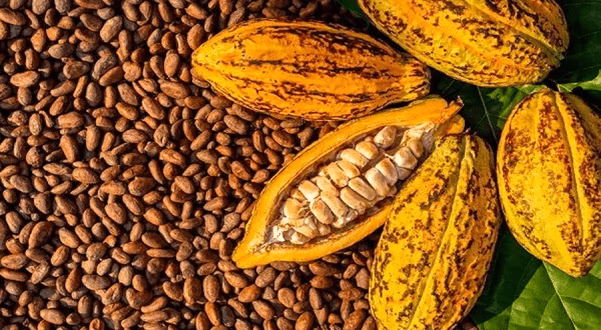 Market sees strong appetite for COCOBOD bond but pricing will be key Market sees strong appetite for COCOBOD bond but pricing will be key