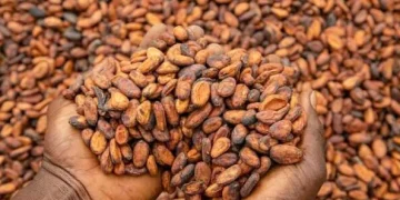 CMC launches 24-hour cocoa operations