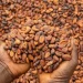 CMC launches 24-hour cocoa operations