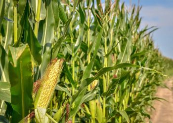 Corteva Unveils Two New Insect Control Solutions for Higher Yields