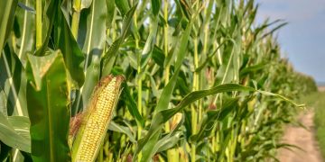 Corteva Unveils Two New Insect Control Solutions for Higher Yields