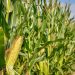 Corteva Unveils Two New Insect Control Solutions for Higher Yields Corteva Unveils Two New Insect Control Solutions for Higher Yields