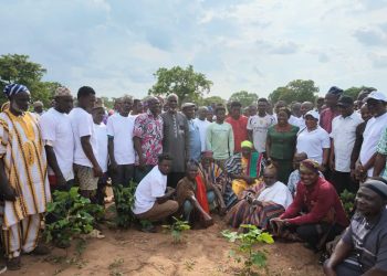 Government Moves to Revive Cotton Production in Northern Region to Feed Ghana’s Textile Industry