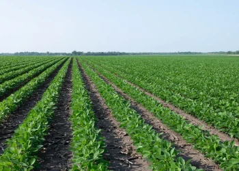 Corteva Launches New Soybean Herbicide for 2027 Growing Season