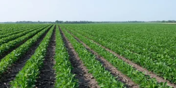 Corteva Launches New Soybean Herbicide for 2027 Growing Season