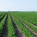 Corteva Launches New Soybean Herbicide for 2027 Growing Season Corteva Launches New Soybean Herbicide for 2027 Growing Season