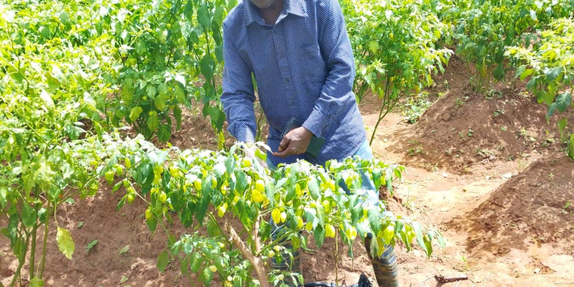 More farmers in Bono East switch to vegetable production